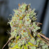 1-800-Cinderella-99 Auto