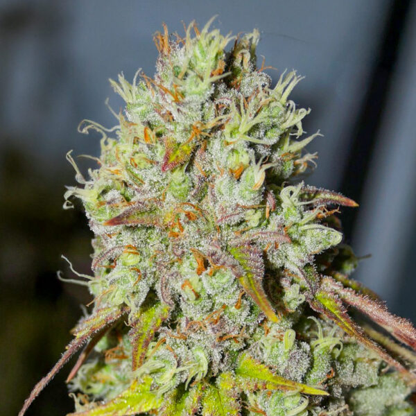 1-800-Cinderella-99 Auto