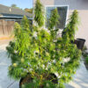1-800-Cinderella-99 Auto