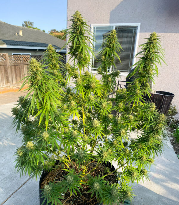 1-800-Cinderella-99 Auto