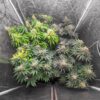 1-800-Cinderella-99 Auto