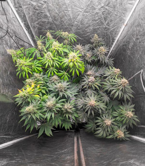 1-800-Cinderella-99 Auto
