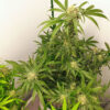 1-800-Cinderella-99 Auto