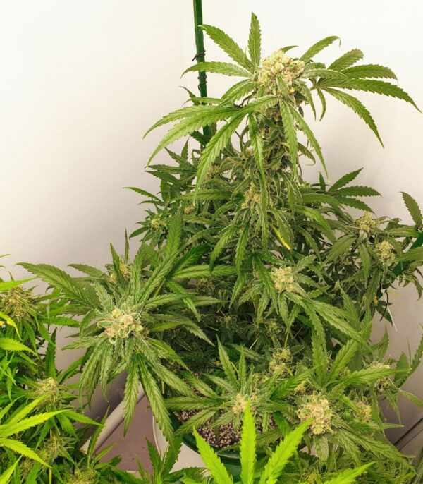 1-800-Cinderella-99 Auto