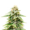 1-800-Cinderella-99 Auto