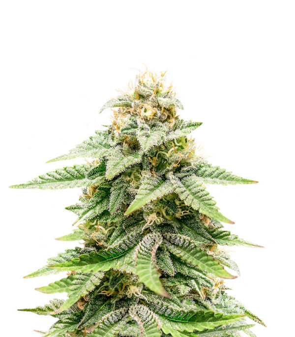 1-800-Cinderella-99 Auto