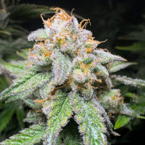 100northern-lights-10-of-10-marijuana-buds Northern Lights 10 of 10