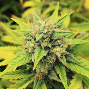 Also Know 47 Auto cannabis seeds bonus option