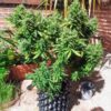 also-know-47-autoflower-cannabis-plant Also Know 47 Auto