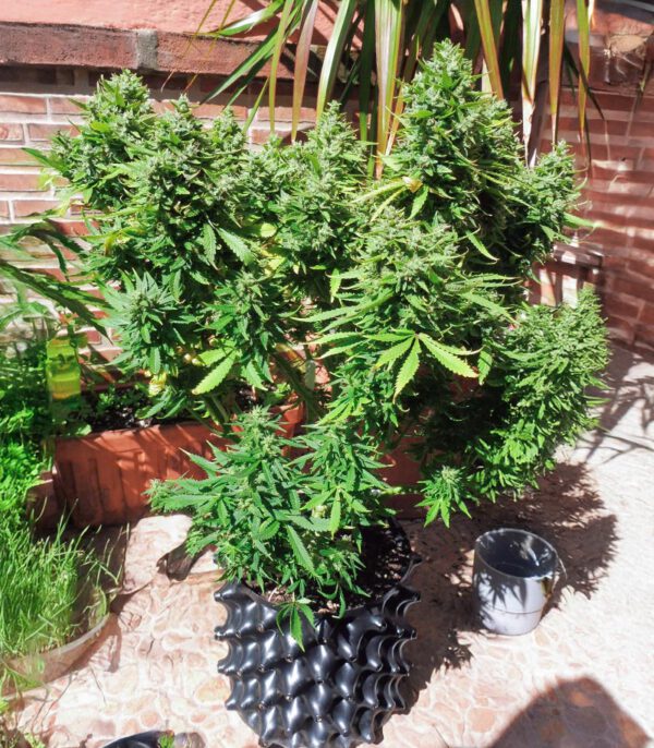 also-know-47-autoflower-cannabis-plant Also Know 47 Auto