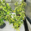 also-know-47-autoflower-marihuana-plant Also Know 47 Auto