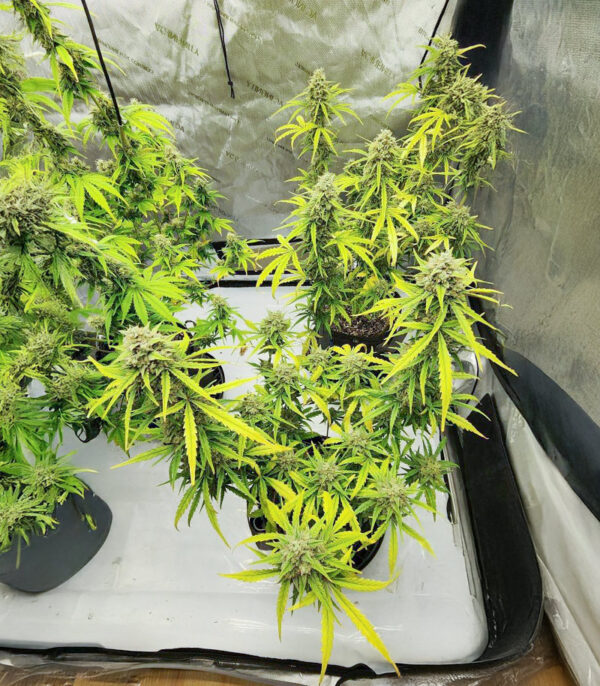 also-know-47-autoflower-marihuana-plant Also Know 47 Auto