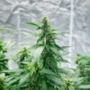 also-know-47-autoflower-marijuana-buds Also Know 47 Auto