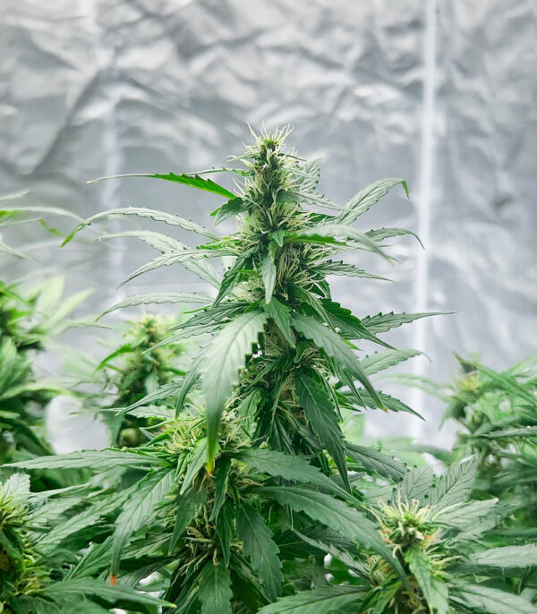 also-know-47-autoflower-marijuana-buds Also Know 47 Auto