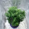 also-know-47-autoflower-marijuana-plant Also Know 47 Auto
