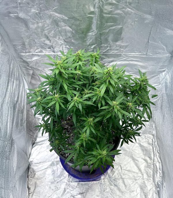 also-know-47-autoflower-marijuana-plant Also Know 47 Auto