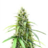 also-know-47-autoflower-marijuana-strain Also Know 47 Auto