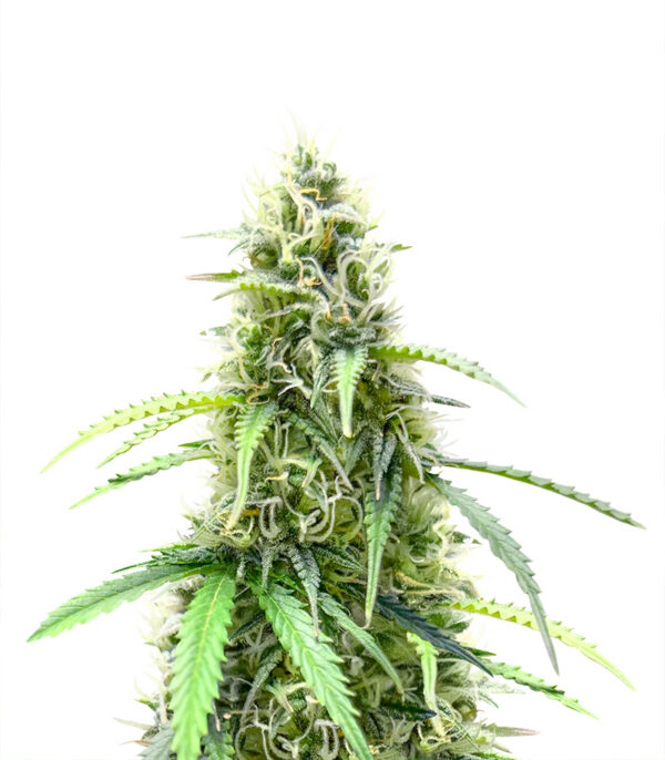 also-know-47-autoflower-marijuana-strain Also Know 47 Auto