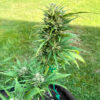 auto-gorilla-glue-cannabis-buds GG#4 Original Glue F1 Auto