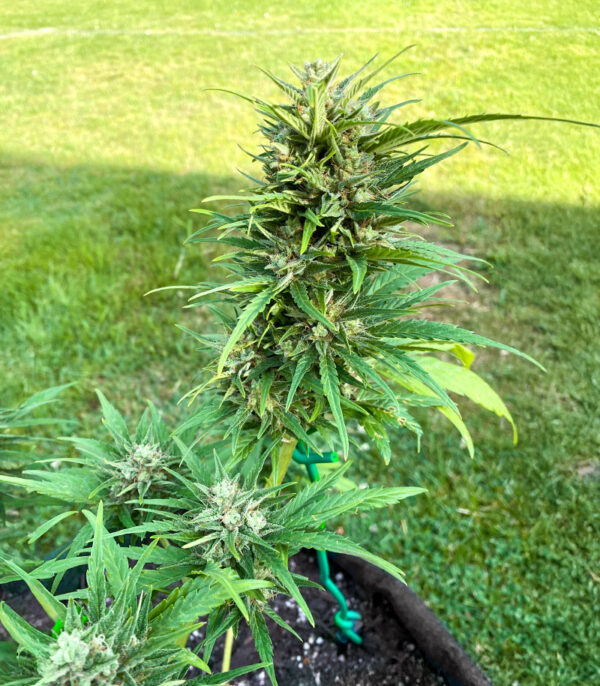 auto-gorilla-glue-cannabis-buds GG#4 Original Glue F1 Auto