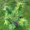 auto-gorilla-glue-cannabis-plant GG#4 Original Glue F1 Auto