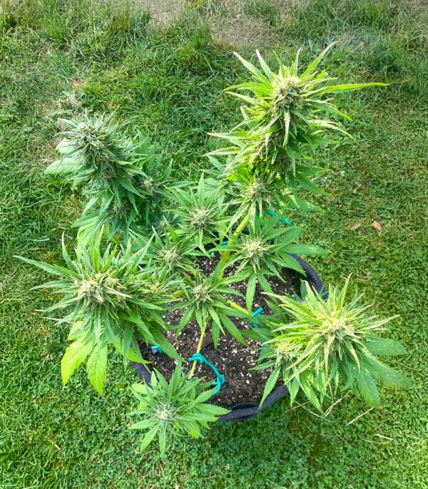 auto-gorilla-glue-cannabis-plant GG#4 Original Glue F1 Auto