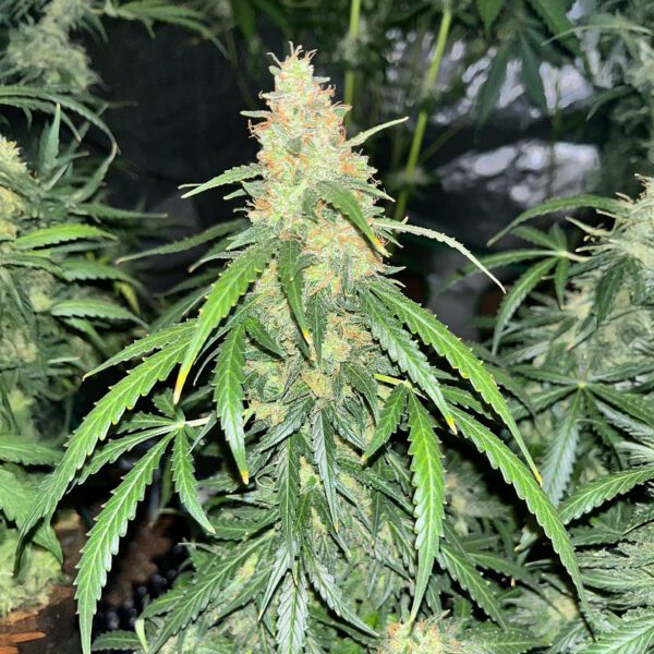 auto-gorilla-glue-marihuana-buds GG#4 Original Glue F1 Auto