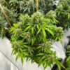 auto-gorilla-glue-marihuana-plant GG#4 Original Glue F1 Auto