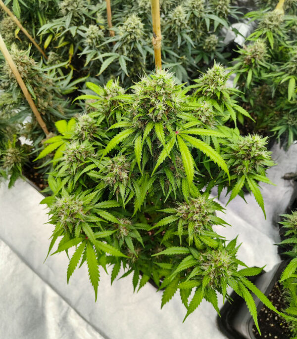 auto-gorilla-glue-marihuana-plant GG#4 Original Glue F1 Auto