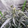 auto-gorilla-glue-marijuana-plant GG#4 Original Glue F1 Auto