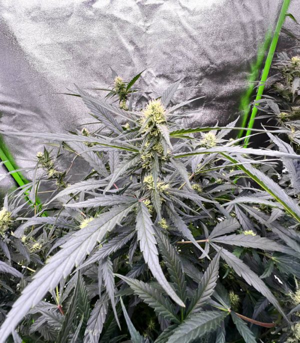 auto-gorilla-glue-marijuana-plant GG#4 Original Glue F1 Auto