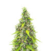 auto-gorilla-glue-strain GG#4 Original Glue F1 Auto