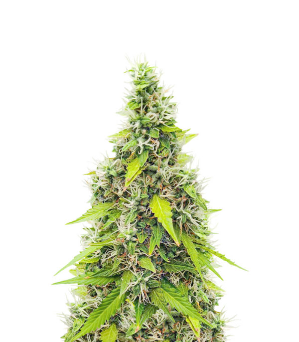auto-gorilla-glue-strain GG#4 Original Glue F1 Auto