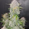 Blue Dream Auto