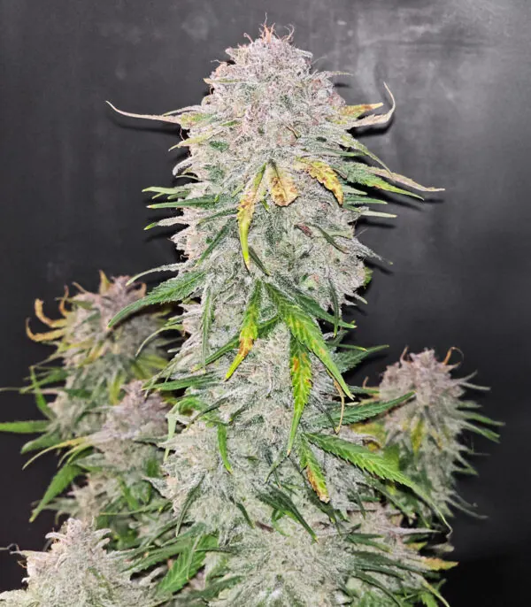 Blue Dream Auto