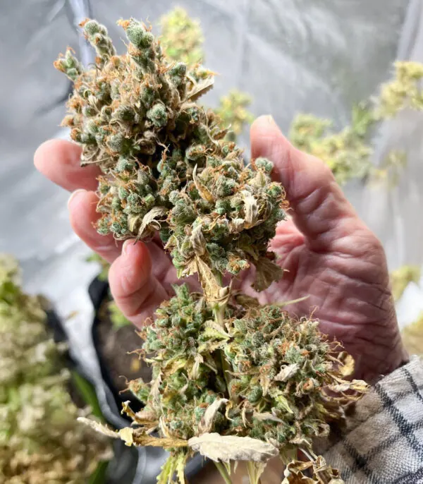 Blue Dream Auto