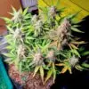Blue Dream Auto