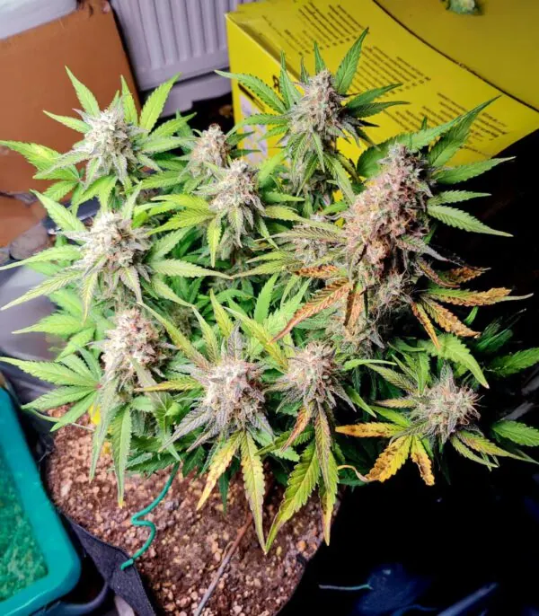 Blue Dream Auto