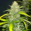 Blue Dream Auto
