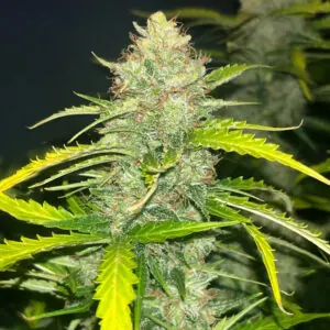 Blue Dream Auto