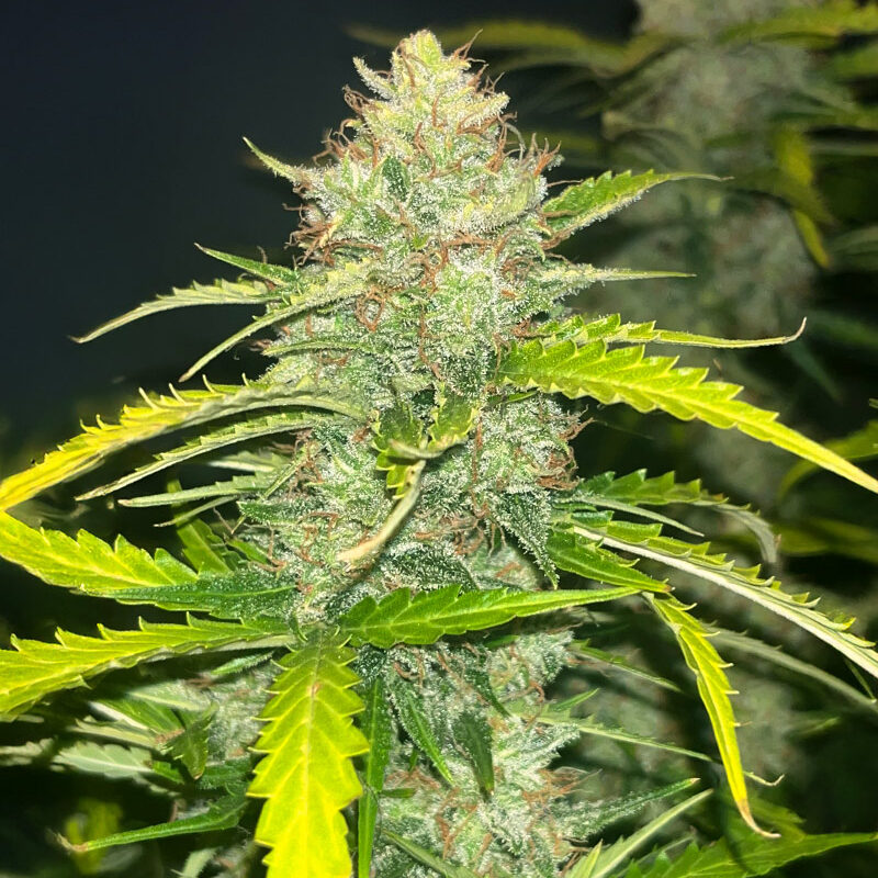 Blue Dream Auto
