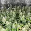Blue Dream Auto