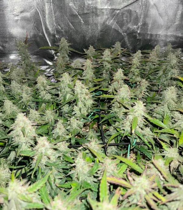 Blue Dream Auto