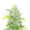 Blue Dream Auto