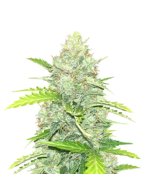 Blue Dream Auto
