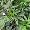 Bruce Banner Auto