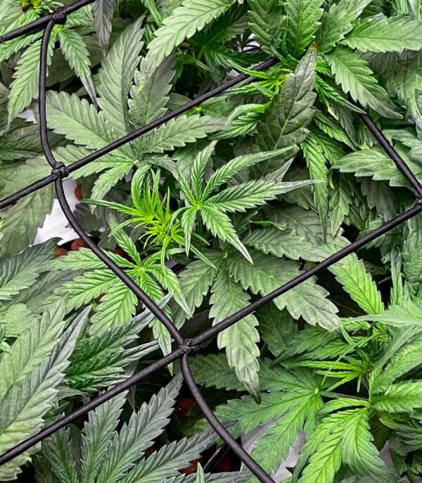 Bruce Banner Auto