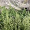 Bruce Banner Auto