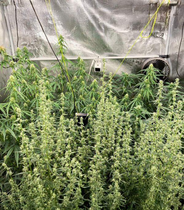 Bruce Banner Auto