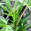 Bruce Banner Auto